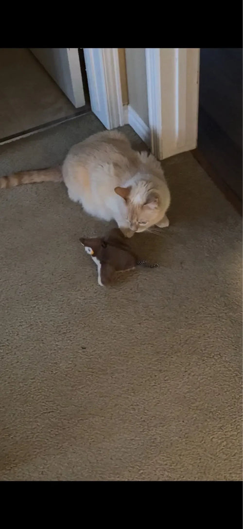 Jouet Interactif pour Oiseaux Destiné aux Chats — photo d'un client 4